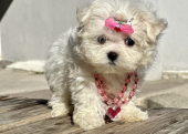 Kar beyaz Maltese terrier mini yavrularımız